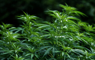 marijuana green plant