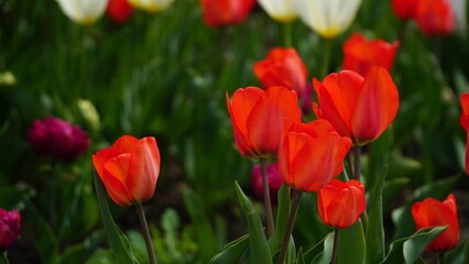 Obraz premium Red tulips. Group of red tulips in the park. Spring landscape. Bright red tulips