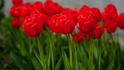 Fototapeta premium Red tulips. Group of red tulips in the park. Spring landscape. Bright red tulips