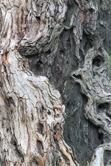 tree bark pattern