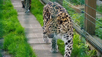 Far Eastern leopard and its life in the zoo, the zoo of Ukraine, an endangered species of predators. Amur pardus