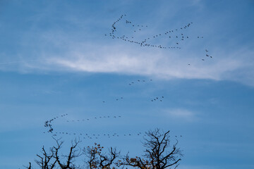 Cranes Flying South in November