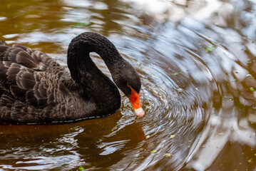 One beautiful Black Swan swimming in the lake in natural surroundings