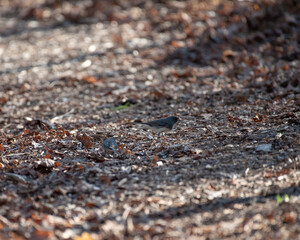 Dark Eyed Junco