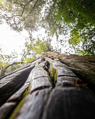tree trunk in the forest