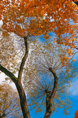 Branches of cut trees with yellow autumn leaves against a blue sky with clouds