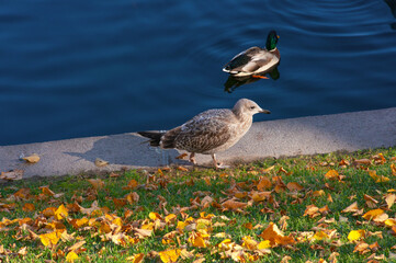A seagull walks along the embankment with autumn leaves against the background of the river, and the duck swims in the water