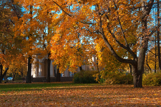 Beautiful old big maple tree with colorful autumn leaves in a clearing in a public park on a sunny day
