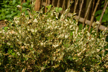 Boxwood borer on the boxwood .