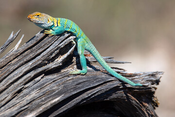 A male Eastern Collared Lizard in full mating colors 