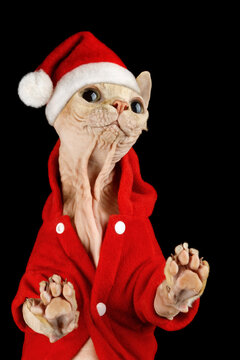 Pink hairless sphynx kitten in red Santa suit with big cute eyes smiling and posing for camera. The photo is suitable as a greeting card, there is space for a note