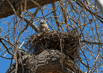 A Great Horned Owlet in his comfortable nest owlet great horned owl