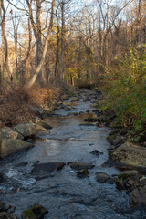 Forest Stream