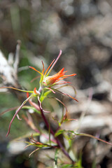 Indian Paintbrush red tipped Indian Paint Brush 