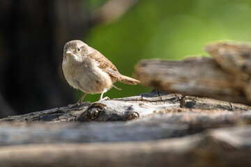 House wren bird sitting on log