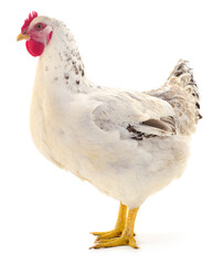white hen isolated. - 549098269