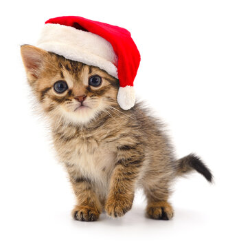 Kitten in Santa Claus Christmas hat.