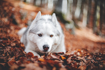 Husky in Autunno