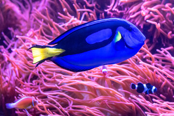 The Blue Tang (Paracanthurus hepatus, "Dori fish") is a species of Indo-Pacific surgeonfish and a popular fish in marine aquaria.  - Powered by Adobe
