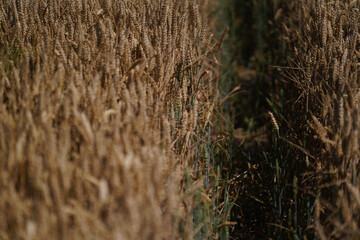 Obraz premium Grains in the field before harvest
