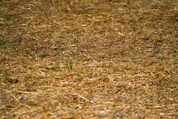 Grains in the field before harvest