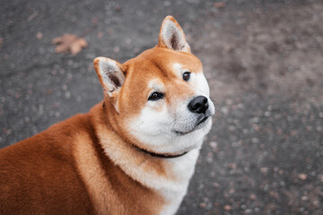 Portrait of a Japanese Shiba Inu breed dog walking in an autumn foggy park. Ukrainian dog shiba inu Kent