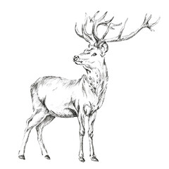 Pencil (ink) drawing of a red deer (Cervus elaphus) isolated on white background. Hand drawn illustration.