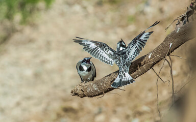 Pied Kingfisher (Ceryle rudis) is a resident bird species living in the southern part of Turkey. He won't migrate.