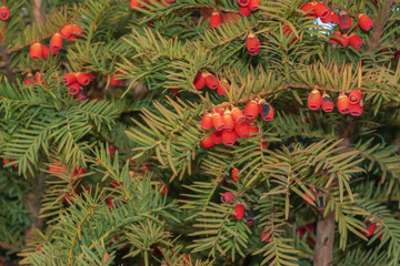 Yew tree with red fruits. Taxus baccata. Branch with mature berries. Red berries growing on evergreen yew tree branches. European yew tree with mature cones. Green coniferous tree with red berries.
