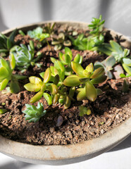 succulents in concrete pot