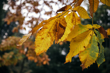 Yellow autumn leaves on a tree