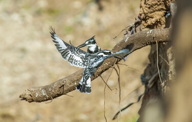 Pied Kingfisher (Ceryle rudis) is a resident bird species living in the southern part of Turkey. He won't migrate.