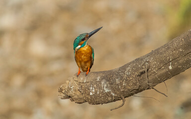 Common Kingfisher (Alcedo atthis) is a species commonly seen in wetlands in Europe, Africa and Asia