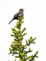 Grey catbird calling from top of spruce tree