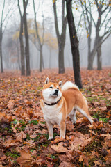 Naklejka na ściany i meble Japanese Shiba Inu breed dog walks in the autumn foggy park. Ukrainian dog shiba inu Kent