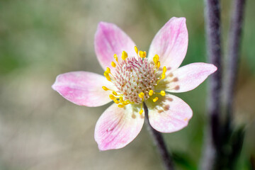 Pink anenmome flower macro closeup