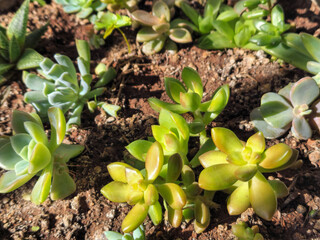 succulents in concrete pot