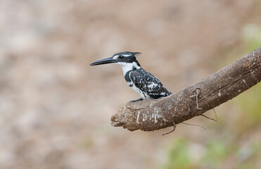Pied Kingfisher (Ceryle rudis) is a resident bird species living in the southern part of Turkey. He won't migrate.