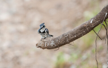 Pied Kingfisher (Ceryle rudis) is a resident bird species living in the southern part of Turkey. He won't migrate.
