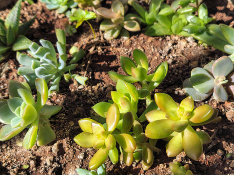 succulents in concrete pot