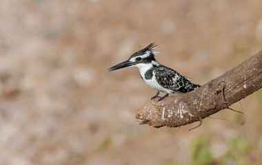 Pied Kingfisher (Ceryle rudis) is a resident bird species living in the southern part of Turkey. He won't migrate.