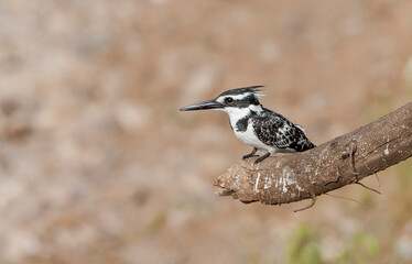 Pied Kingfisher (Ceryle rudis) is a resident bird species living in the southern part of Turkey. He won't migrate.