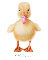 Cute yellow duckling. Hand drawn baby duck. Farm bird illustration