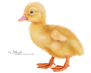 Cute yellow duckling. Hand drawn baby duck. Farm bird illustration