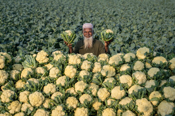 Portrait of an elderly farmer holding cauliflower with a smile on face. Happy Harvest. Wholesale vegetables market, cauliflower, cabbage, radish market in Bogura, Bangladesh