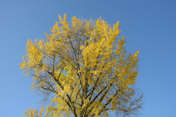 イチョウの黄葉