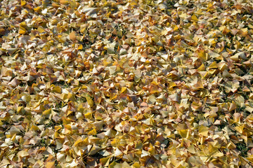 イチョウの落葉　葉模様