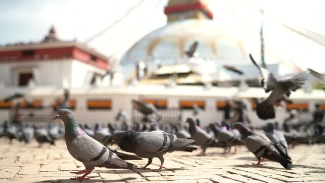 4K footage of large pigeons flock walking, flying and looking at camera on pavement with the Boudhanath Stupa background in Kathmandu, Nepal.