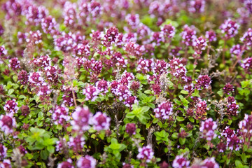 Thyme herb with flowers, blurred background. Fresh thyme sprigs closeup, aromatic herbs