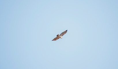 Red Tailed Hawk